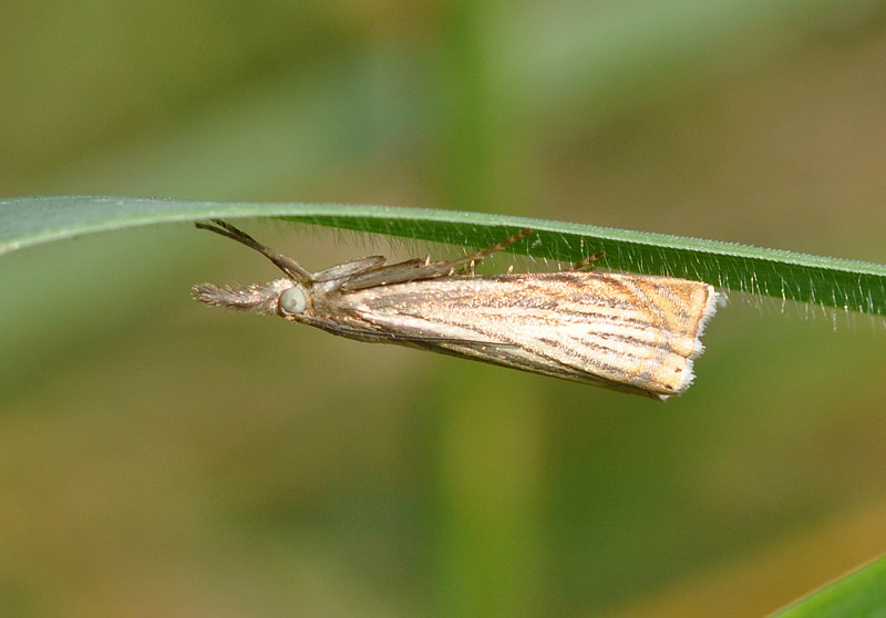 Da determinare: Chrysoteuchia culmella?